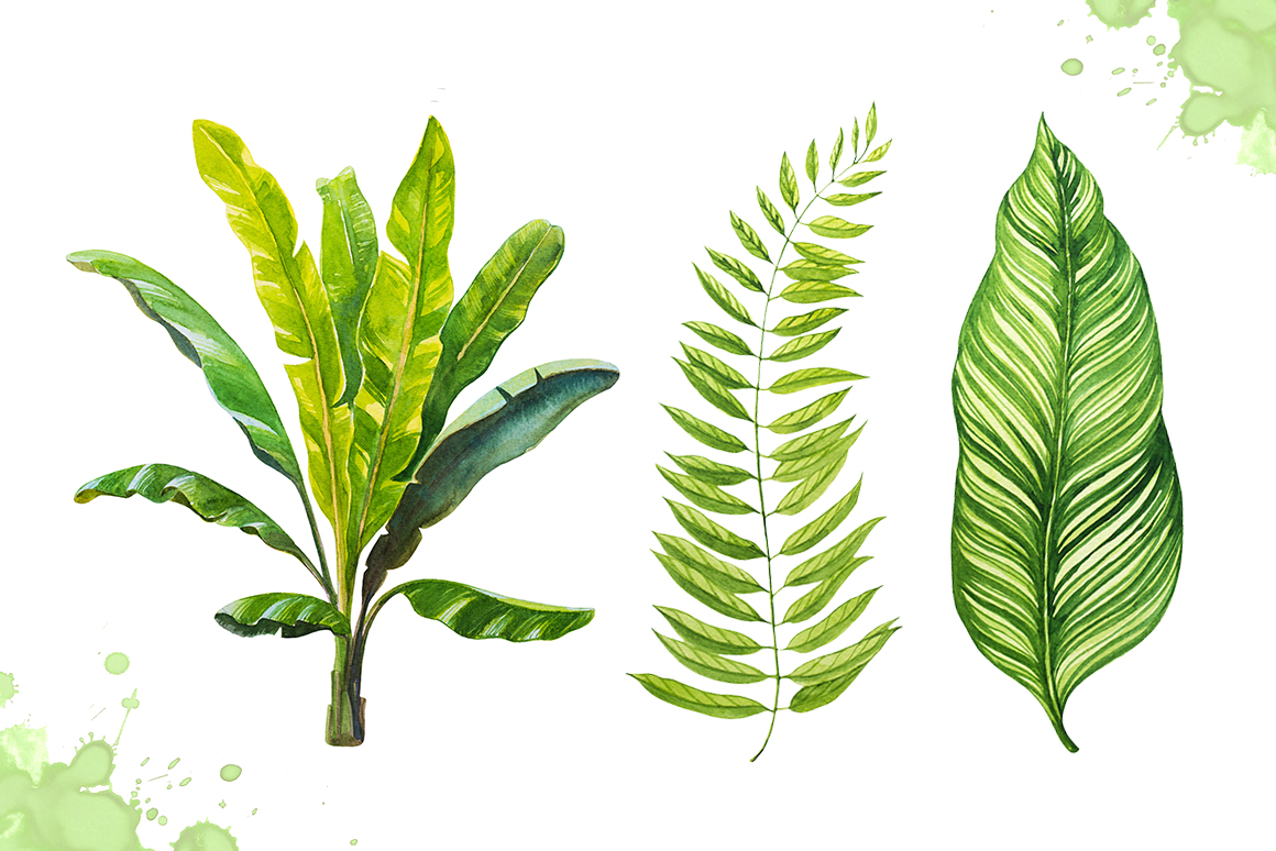 Watercolor tropical leaves set#2 by Ale | Design Bundles
