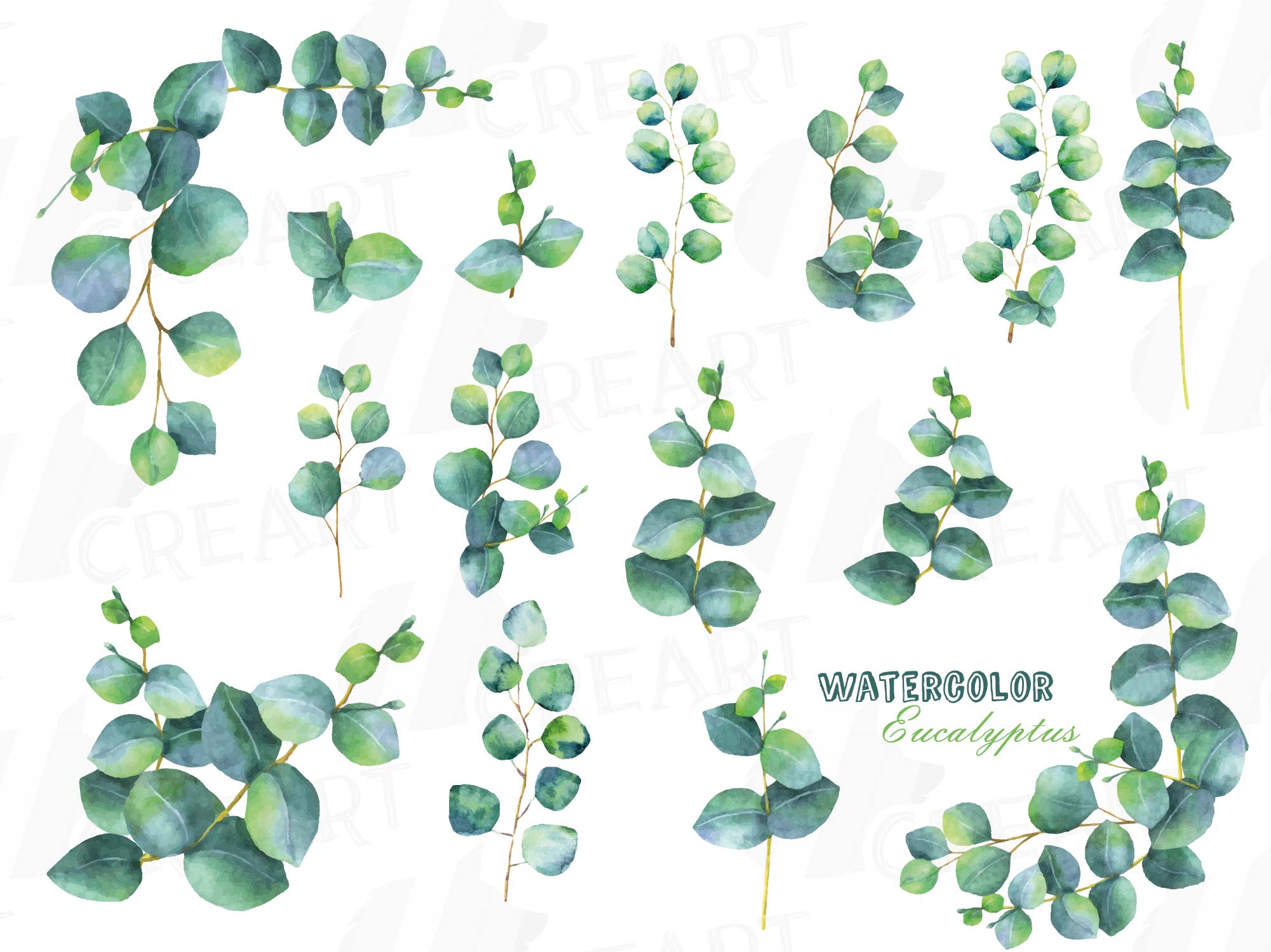 Eucalyptus leaves and branches watercol | Design Bundles