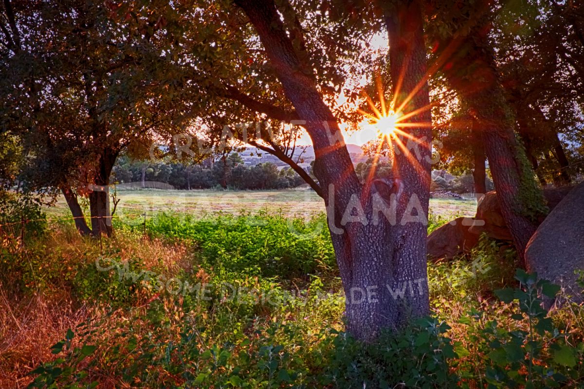 Sunny Afternoon In The Forest example image