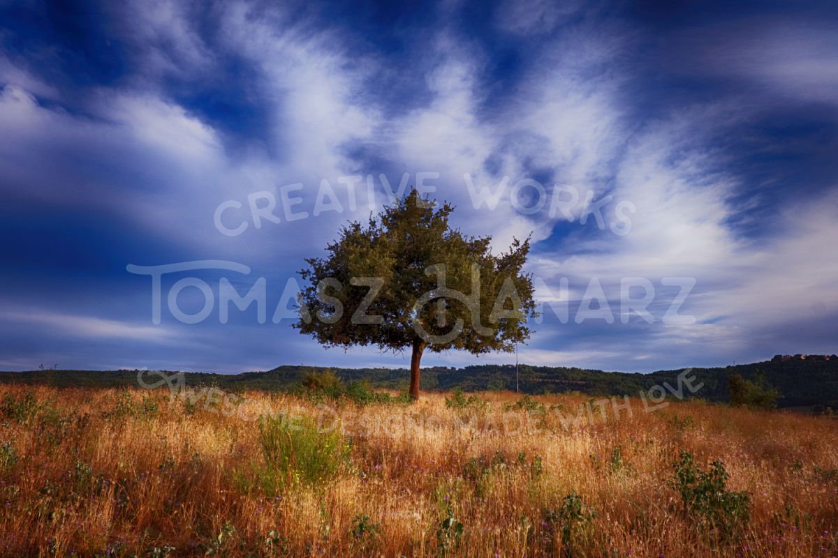 Alone Tree In The Field example image