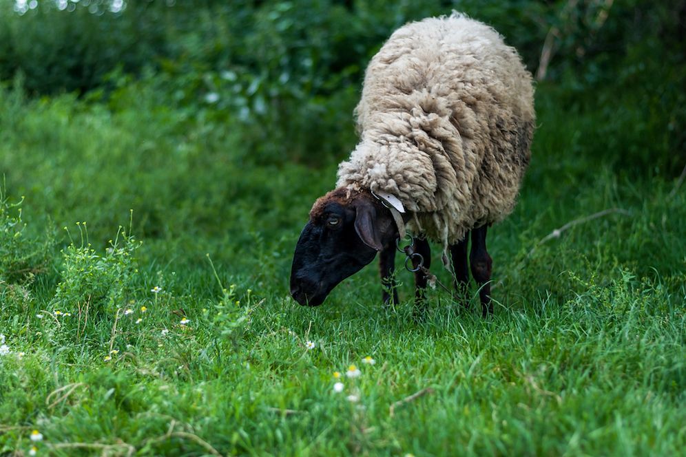 The sheep example image