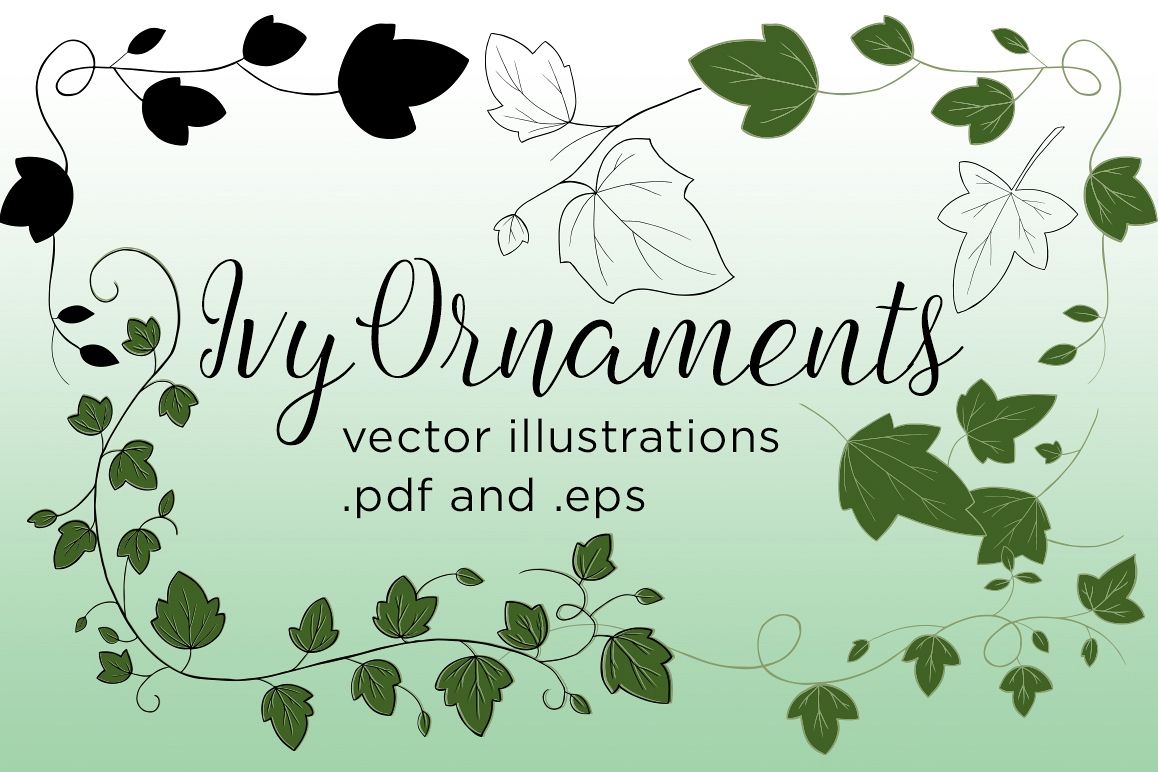 Ivy Vector Illustrations example image