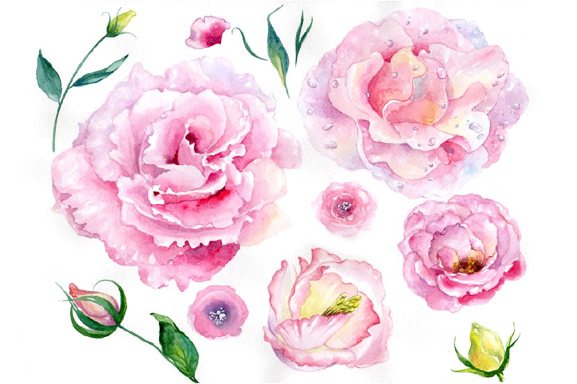 Pink watercolor rose flower PNG by MySt | Design Bundles