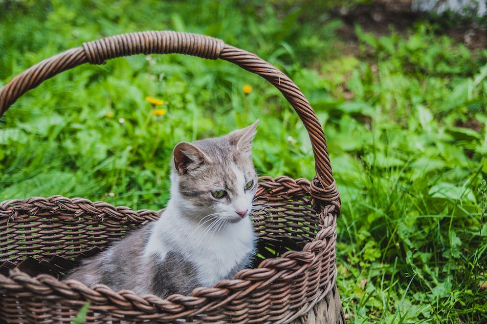 Sweet cat in wicker basket on green grass outdoors example image