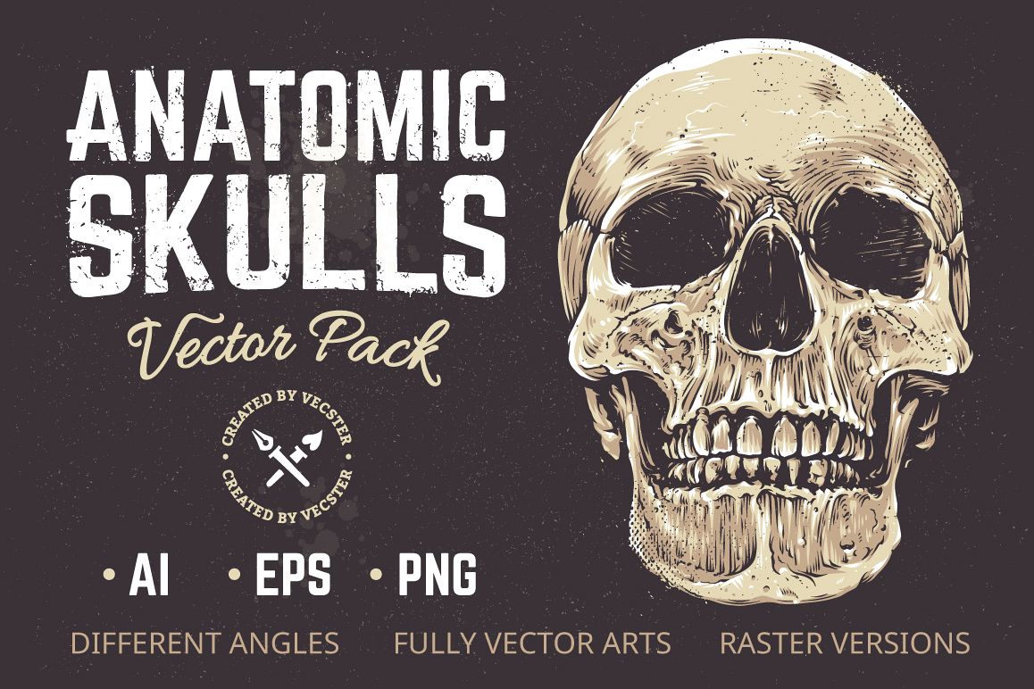 Anatomic Skulls | Vector Pack example image