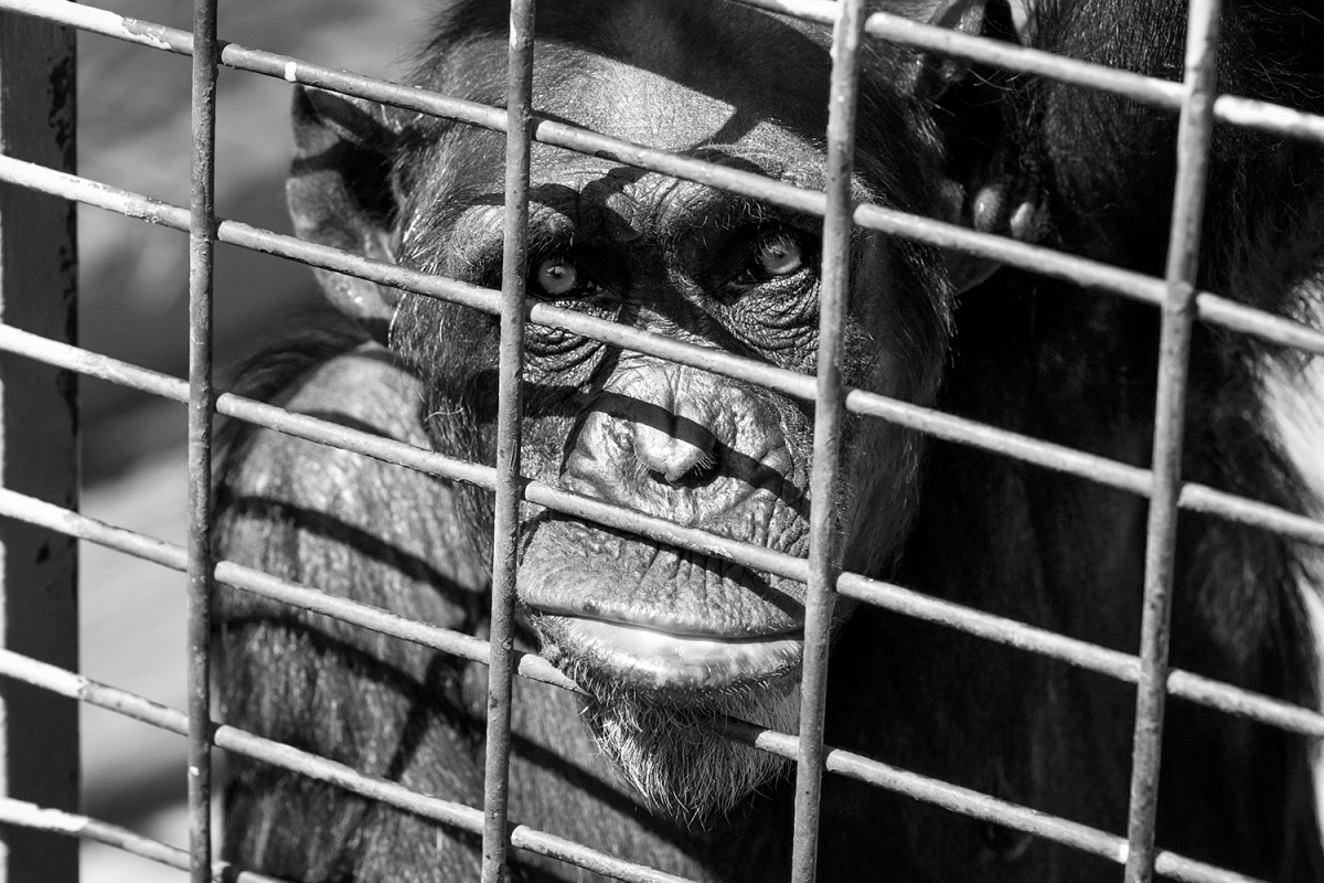 Behind bars example image