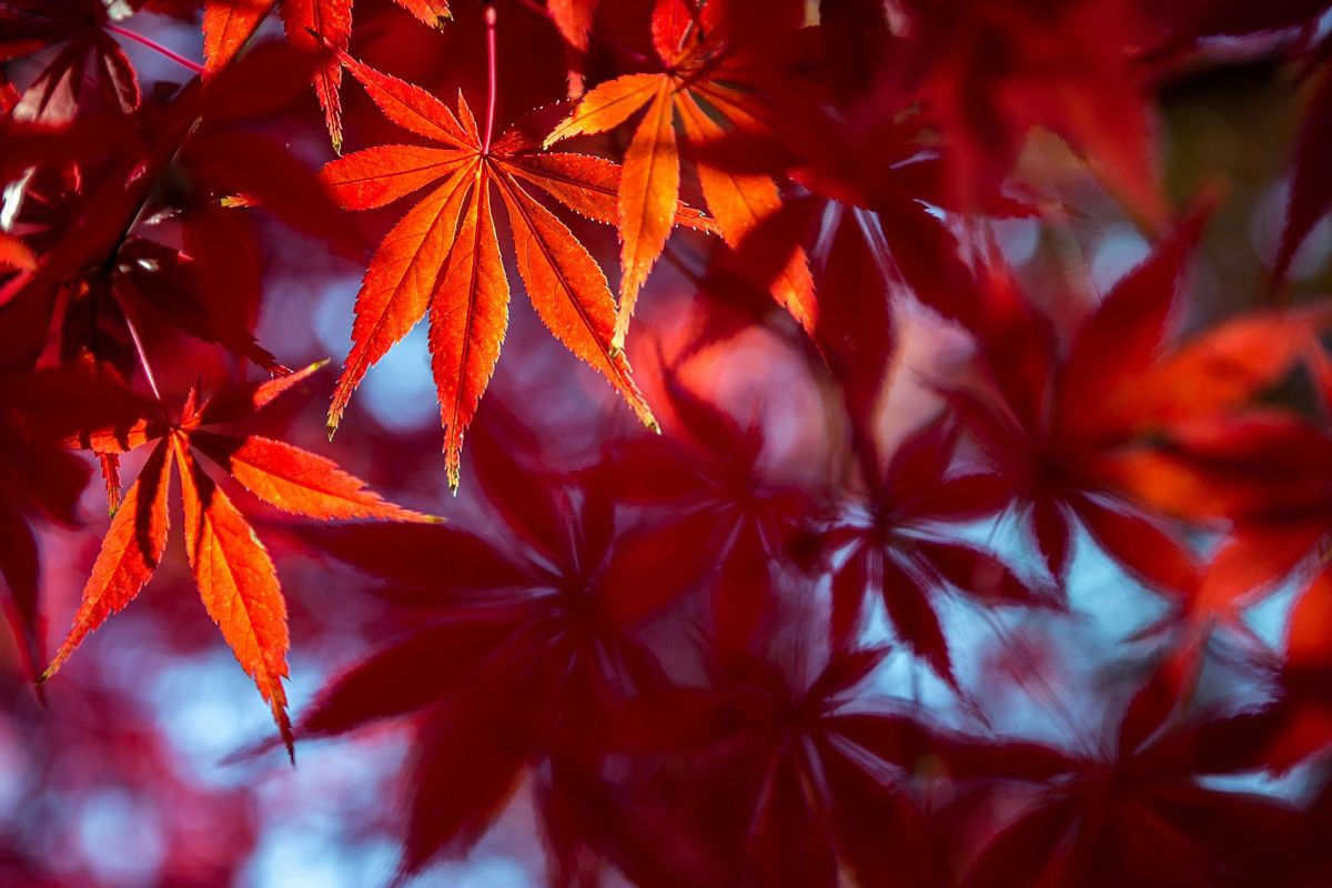 Autumn Leaves #8 example image